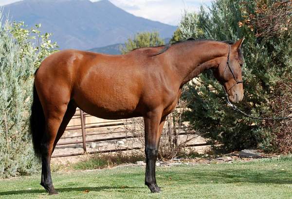 bay-apsl-filly
