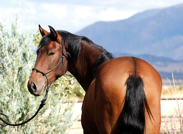 apsl-filly