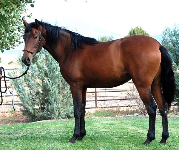 apsl-lusitano-filly