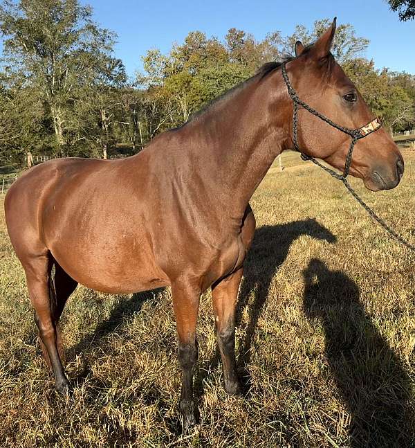 affordable-appendix-horse