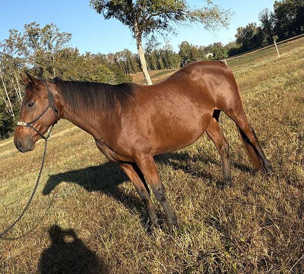 hunter-appendix-horse