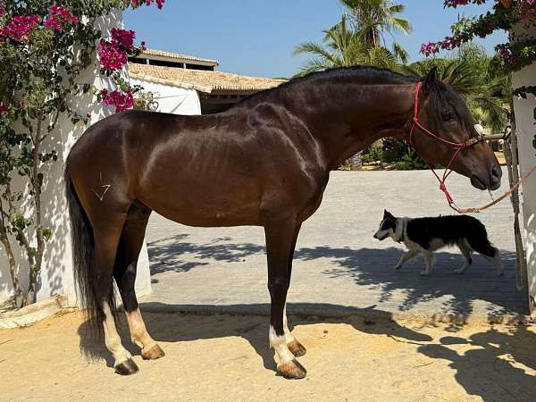 piro-free-arabian-horse