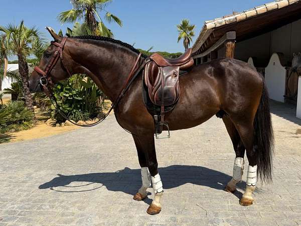 arabian-horse