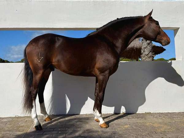 working-equitation-arabian-horse