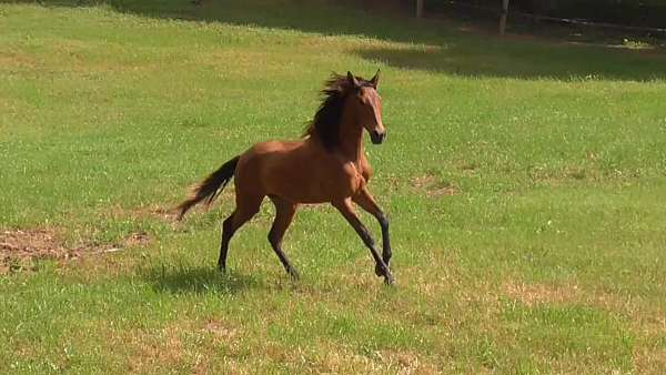 olympic-bloodlines-filly