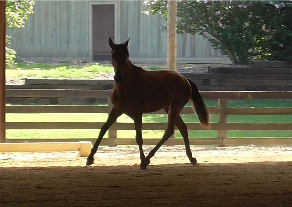 lusitano-horse
