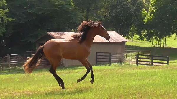 filly-lusitano-horse