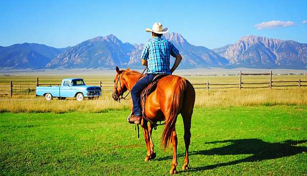 141-quarter-horse