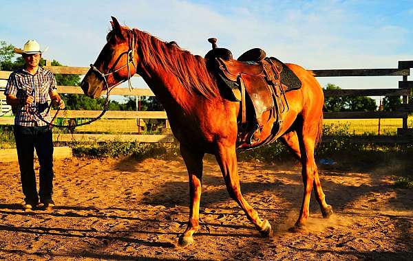 142-quarter-horse