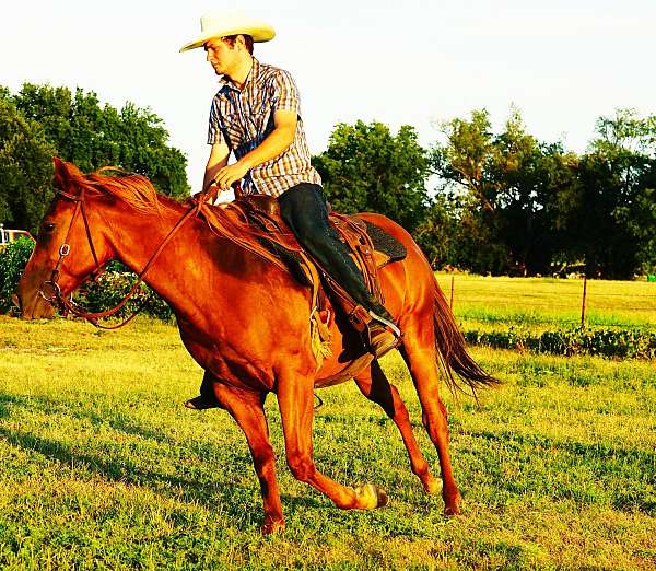 flaxe-quarter-horse