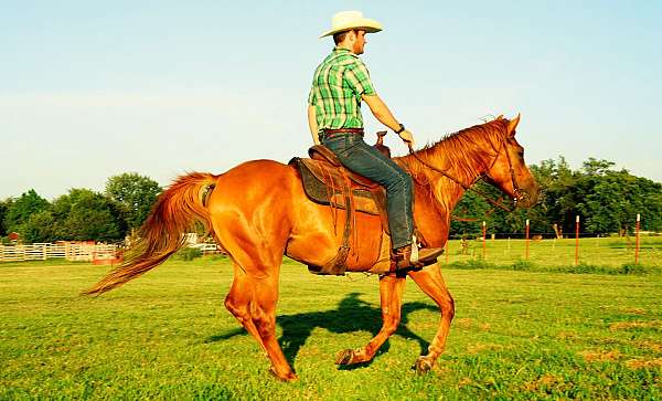 montanza-gelding
