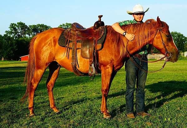 broke-horses-gelding