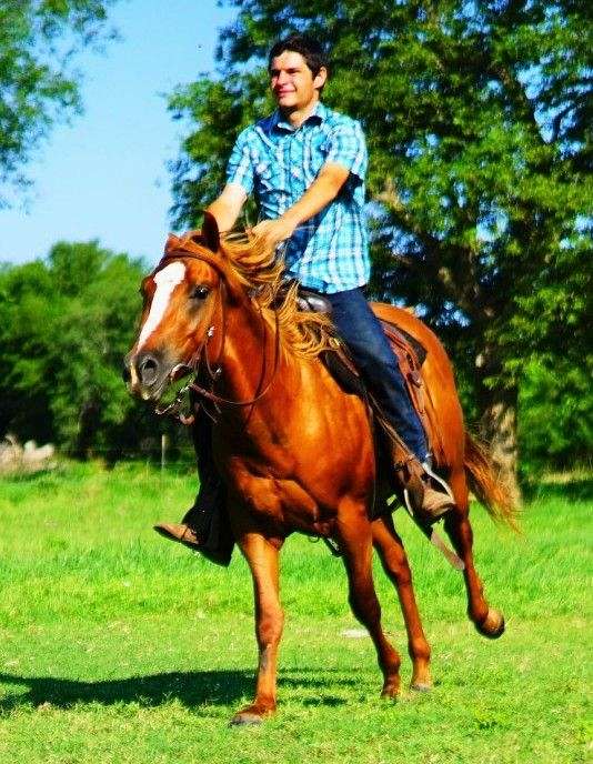 flaxe-gelding