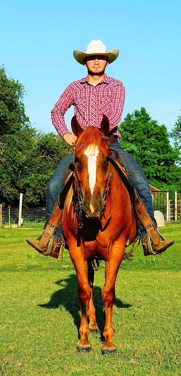 141-gelding
