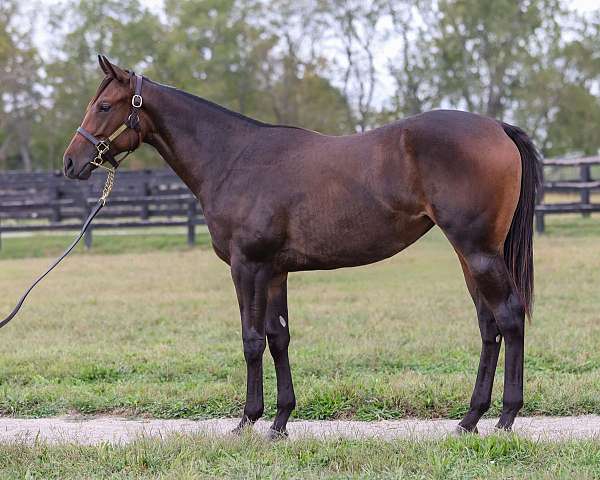 breeding-thoroughbred-horse