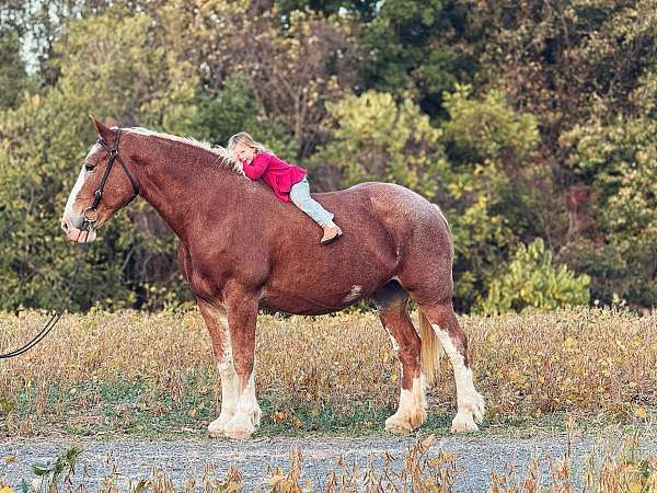 adults-clydesdale-horse
