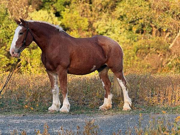 any-level-rider-clydesdale-horse