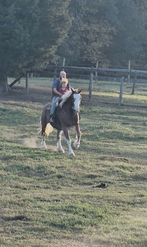 around-clydesdale-horse