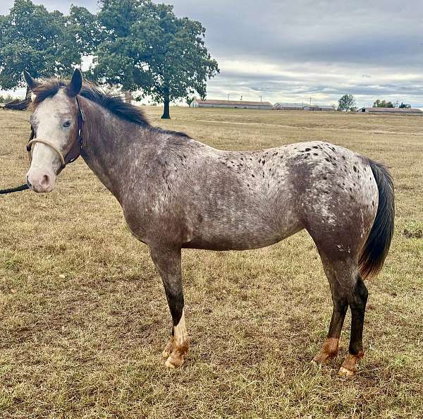 rodeo-pony-poa-pony
