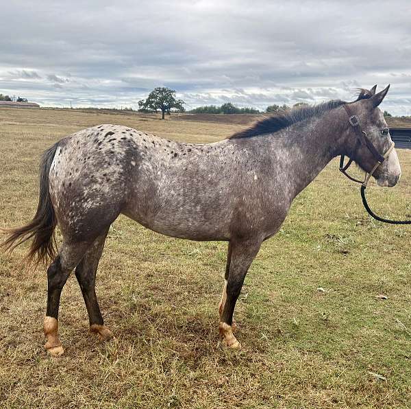 pole-pony-poa-pony