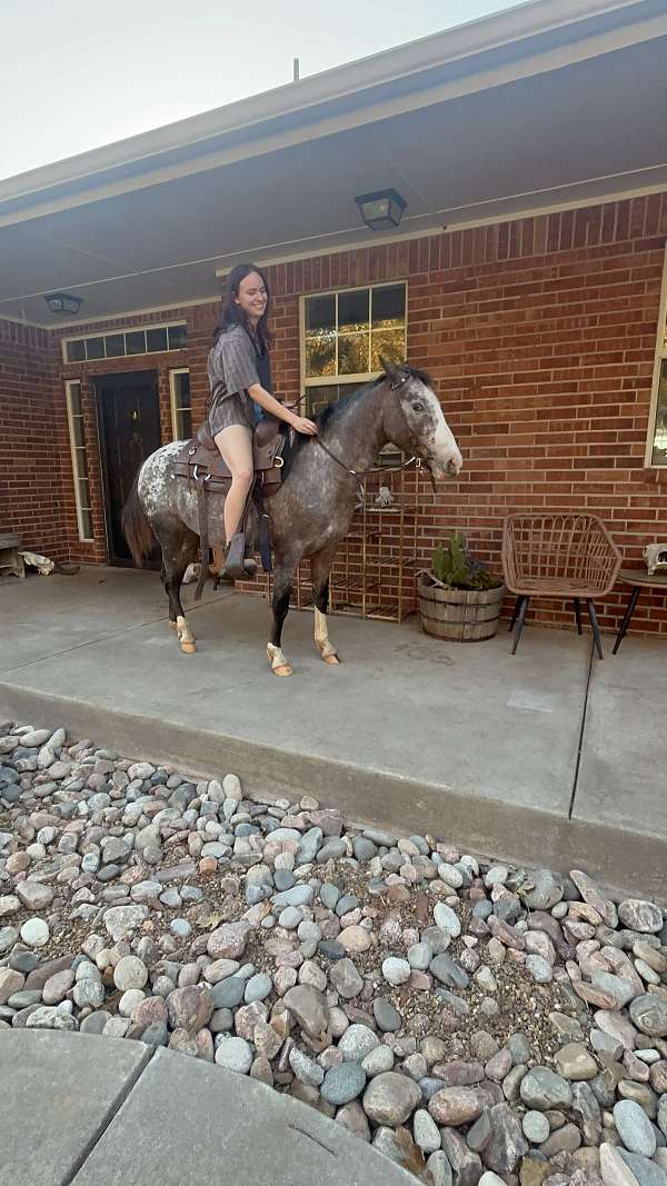appaloosa-mare