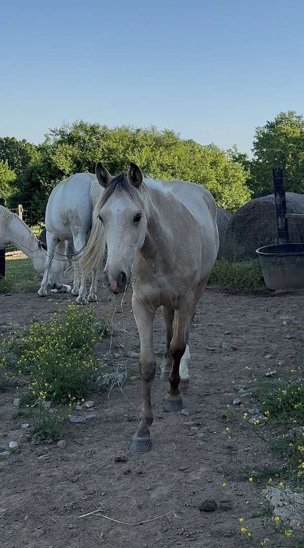 breeding-rocky-mountain-horse