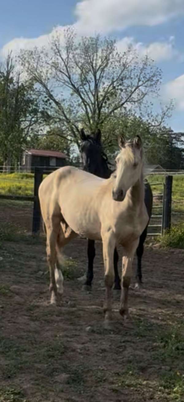 dappled-rocky-mountain-horse