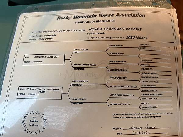 foundation-rocky-mountain-horse