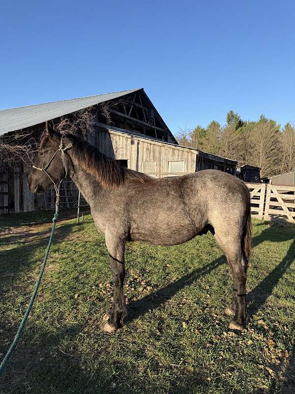friesian-canadian-horse