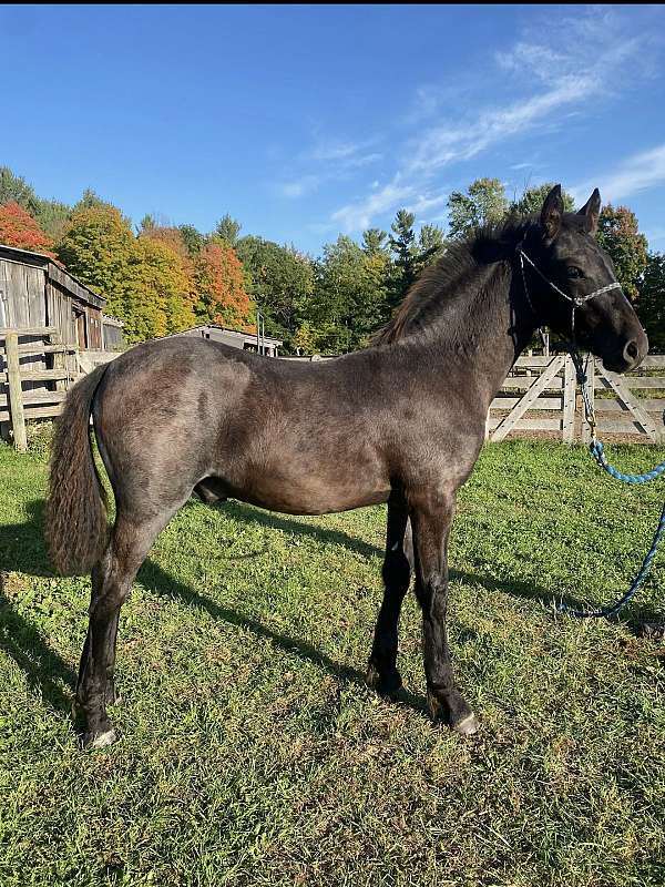blue-roan-canadian-horse