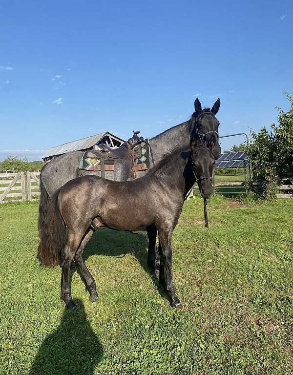 friendly-canadian-horse