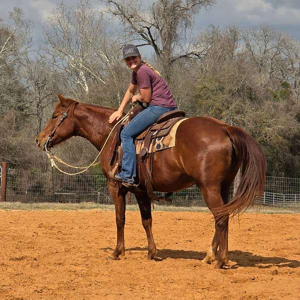 all-around-paint-horse