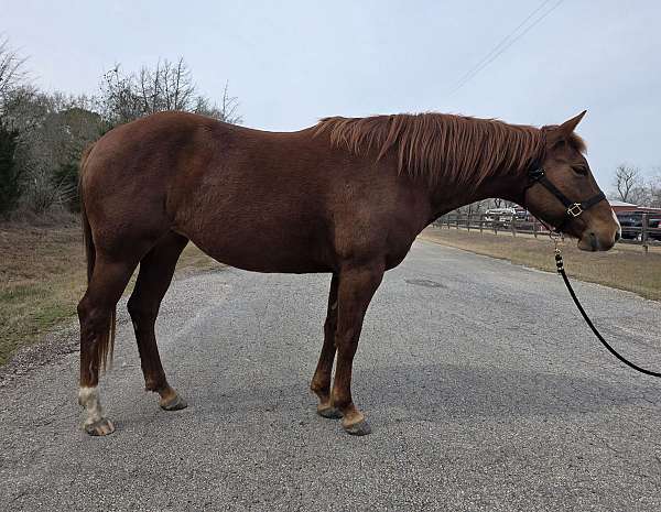 athletic-paint-horse