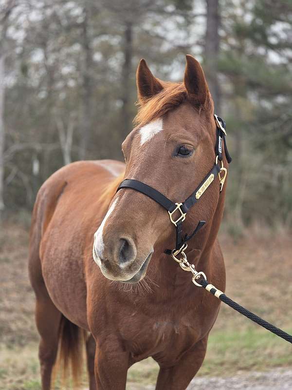 barrel-racing-paint-horse