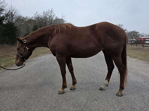 breeding-paint-horse