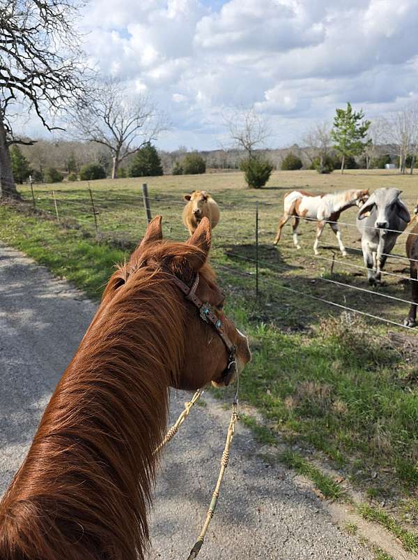 in-hand-trail-paint-horse