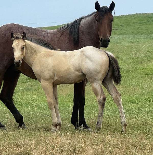 all-around-quarter-horse