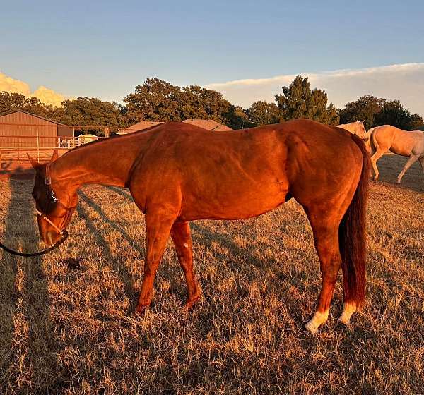 quarter-horse-mare