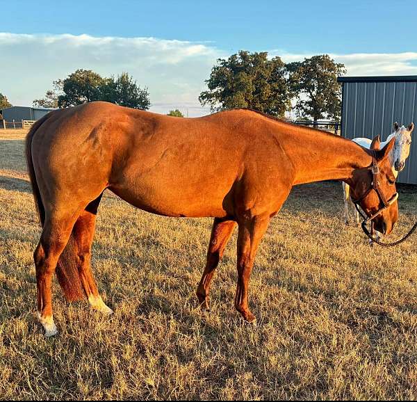 quarter-horse-for-sale