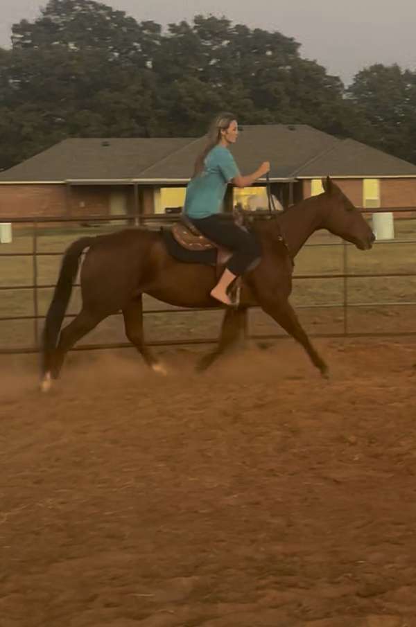 quarter-horse