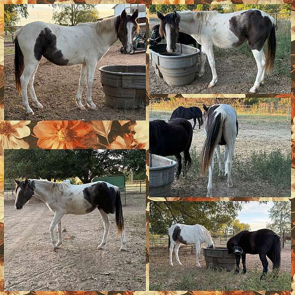grey-paint-filly