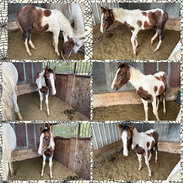 grey-paint-colt