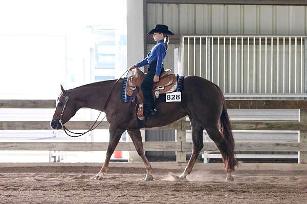 all-around-quarter-horse