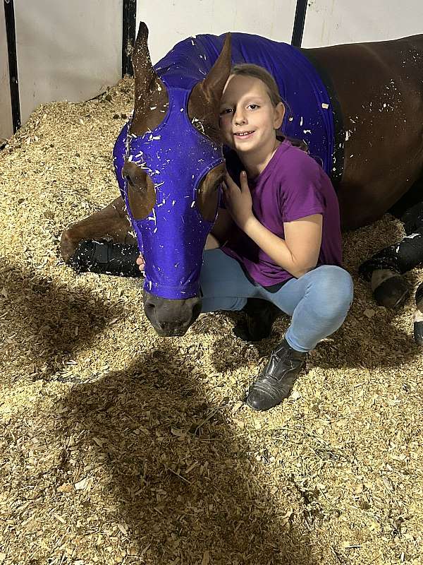 husband-safe-quarter-horse