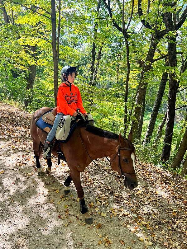 kid-safe-quarter-horse