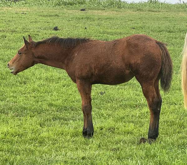 steer-wrestli-horse