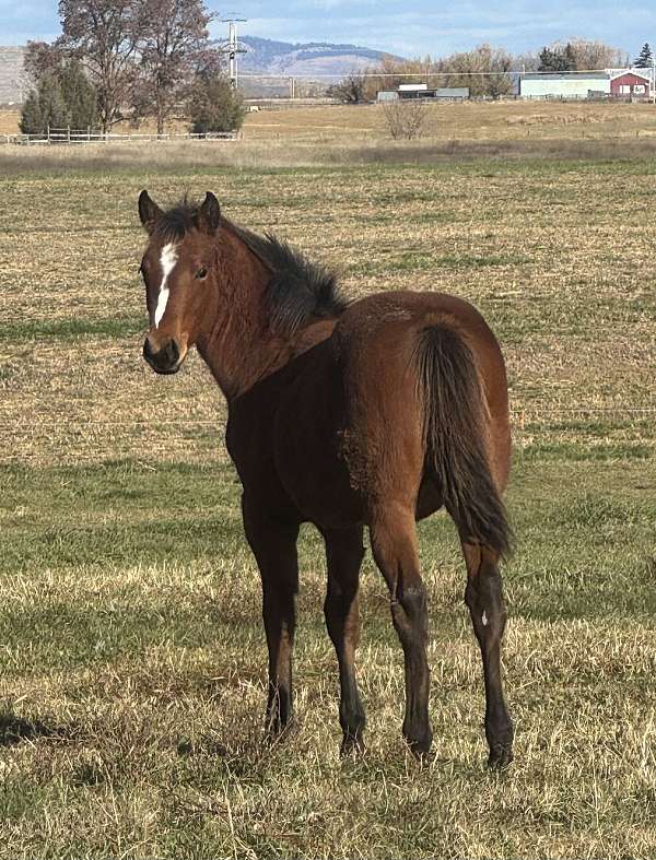 doc-o-dynamite-filly