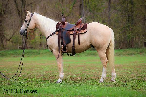 all-around-quarter-horse