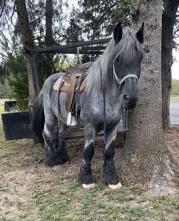 palomino-gold-body-white-socks-horse