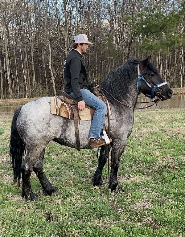 palomino-athletic-ridden-western-horse